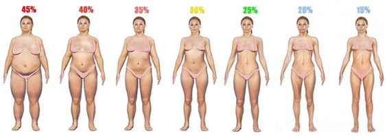 40 代 女性 体 脂肪